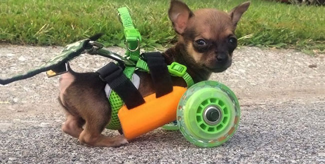 Chihuahua Puppy With Wheel Chair