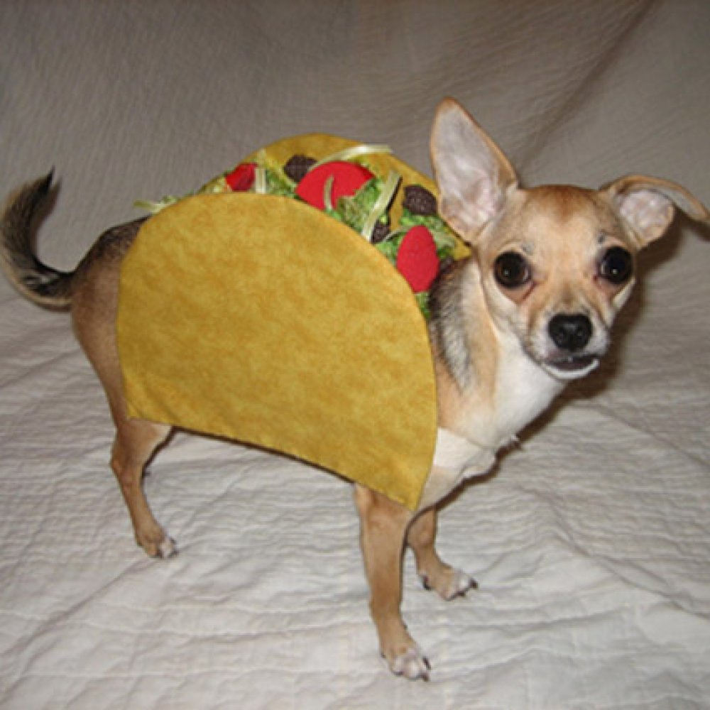 Chihuahua Wearing Taco Costume