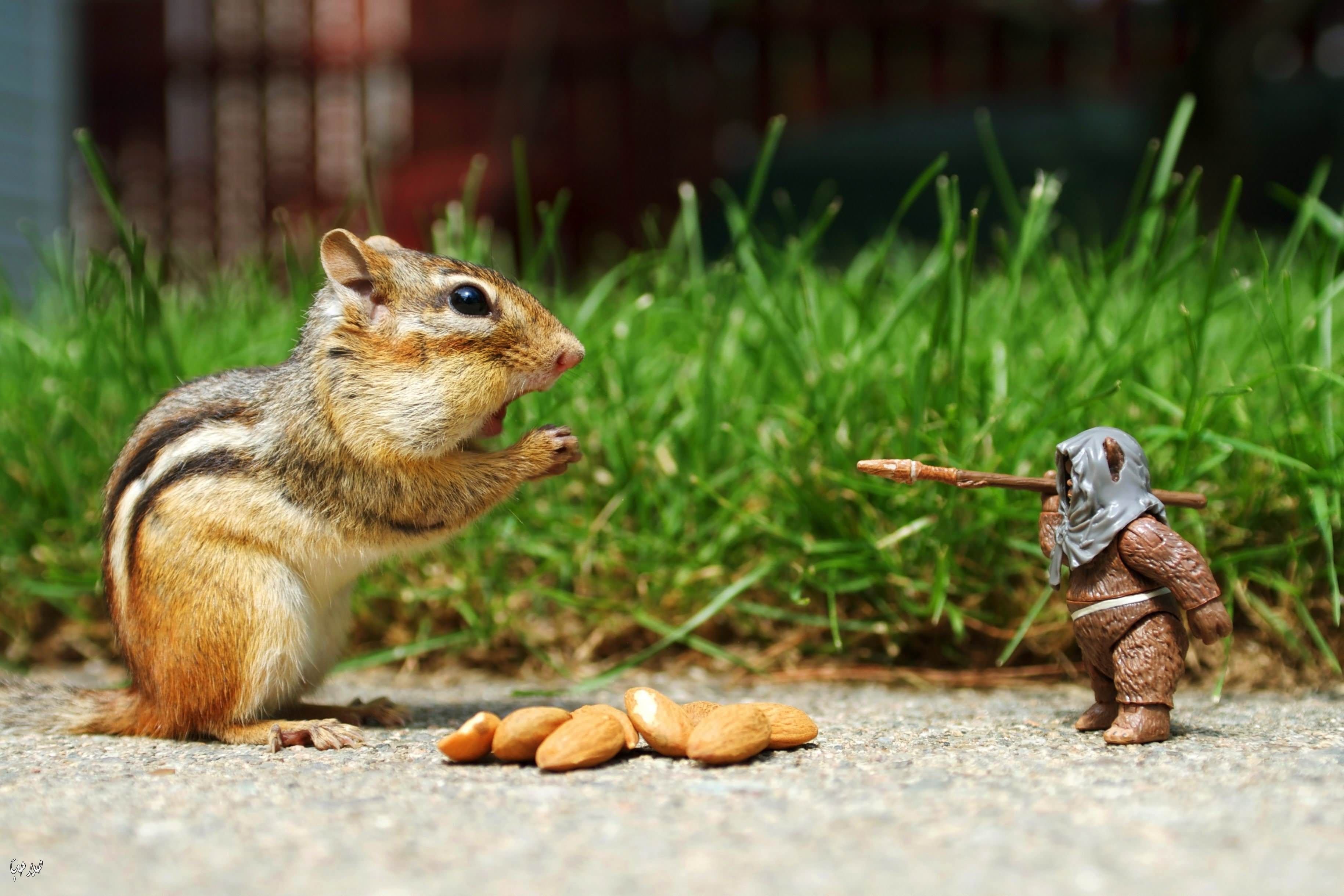 Chipmunk Begging Nuts Funny Image