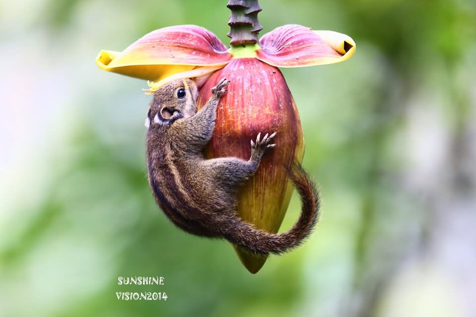 Chipmunk Holding Banana Bud Funny Picture