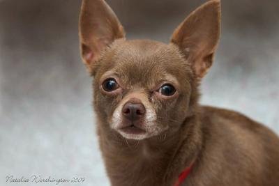 Chocolate Brown Chihuahua Puppy