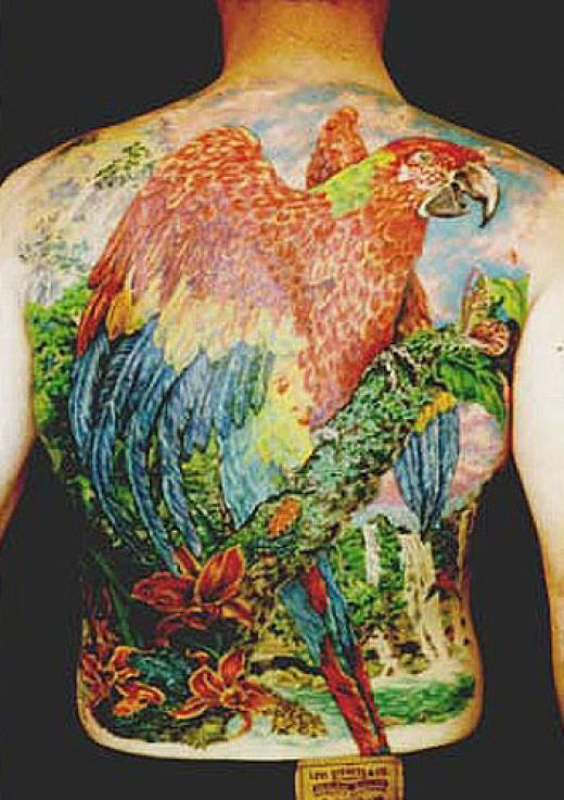 Colorful Parrot Tattoo On Man Full Back