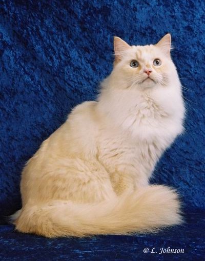 Creamy White Ragamuffin Cat Sitting