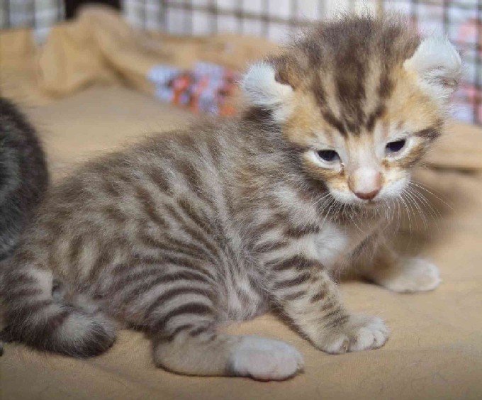 Cute American Curl Kitten Sitting