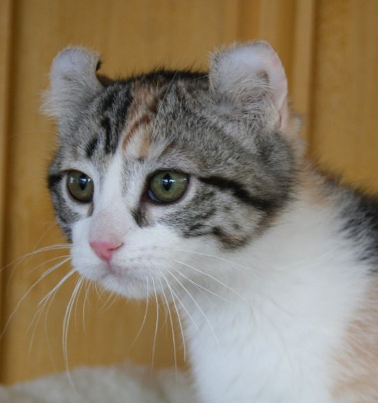 Cute American Curl Kitten