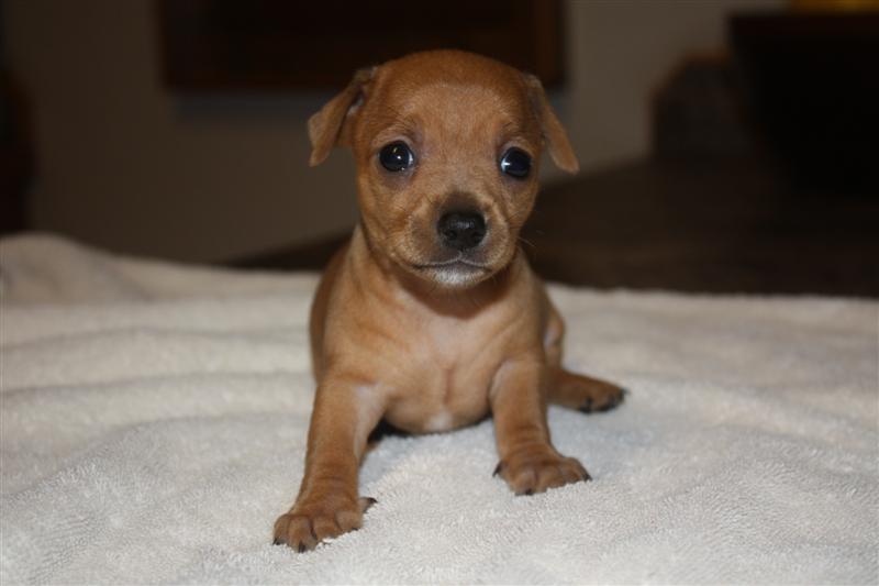 Cute Brown Chihuahua Puppy Sitting On Bed