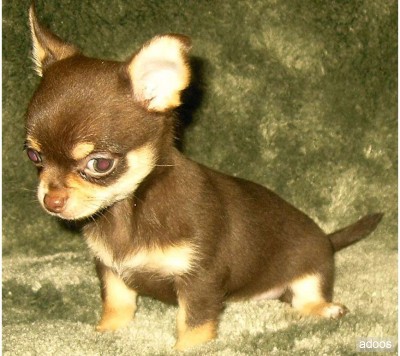 Cute Brown Chihuahua Puppy