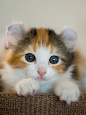 Cute Calico American Curl Kitten Face