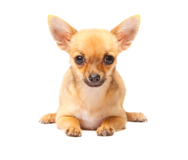 Cute Chihuahua Dog Sitting