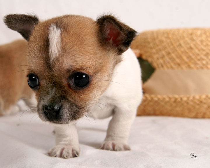 Cute Chihuahua Puppy Sitting