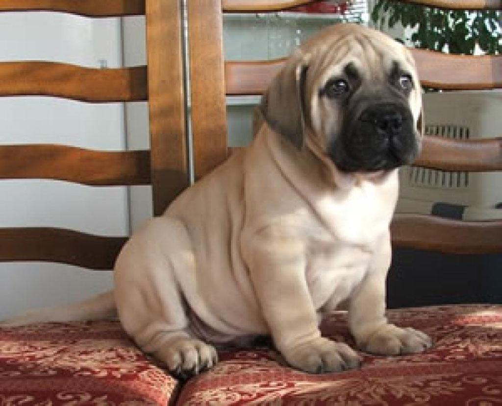 50+ Very Cute English Mastiff Puppy Pictures And Images