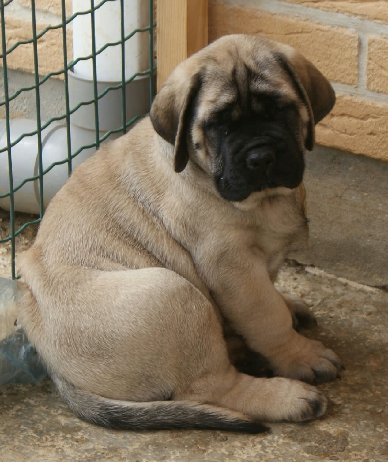 50 Very Beautiful English Mastiff Dog Pictures And Images