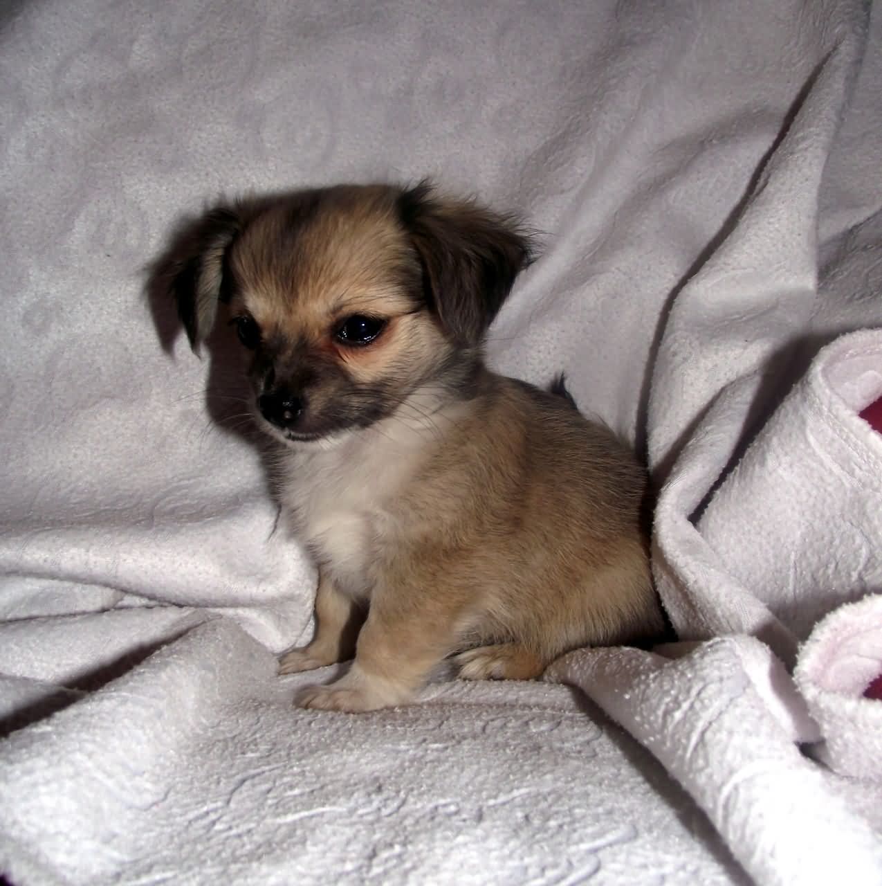 Cute Little Chihuahua Puppy On Bed