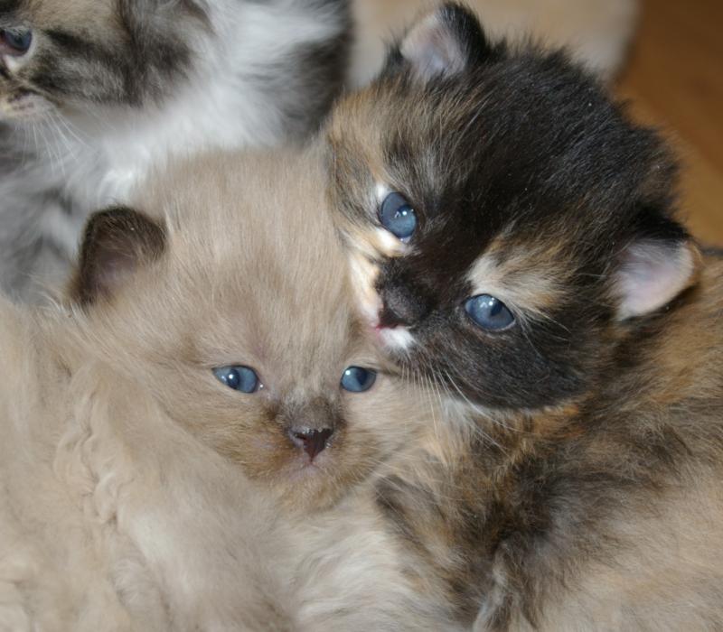 Cute Little Ragamuffin Kittens