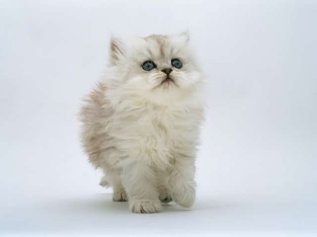 Cute Little White Ragamuffin Kitten