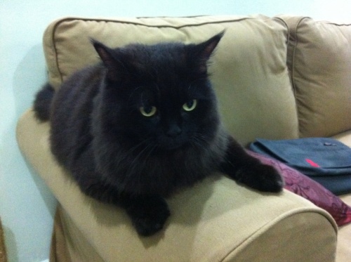 Cute Long Hair Black Ragamuffin Cat Sitting On Sofa