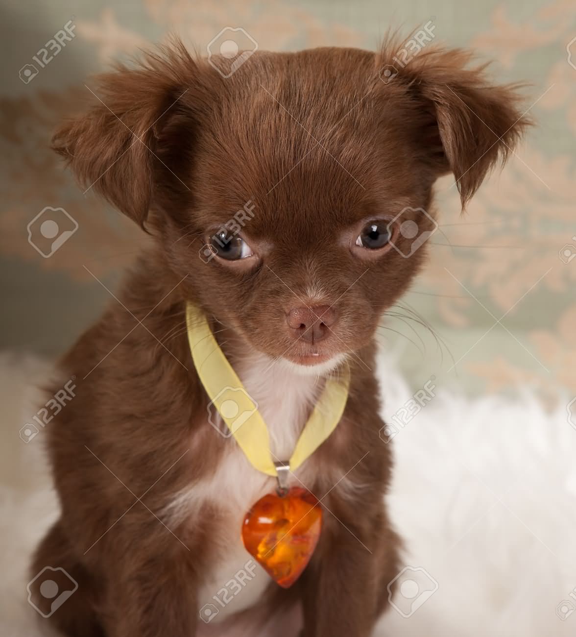 Long Haired Chihuahua Puppies Galhairs