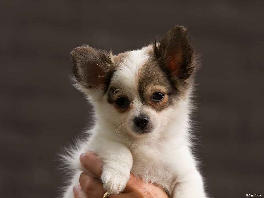 Cute Long Hair Chihuahua Puppy In Hand