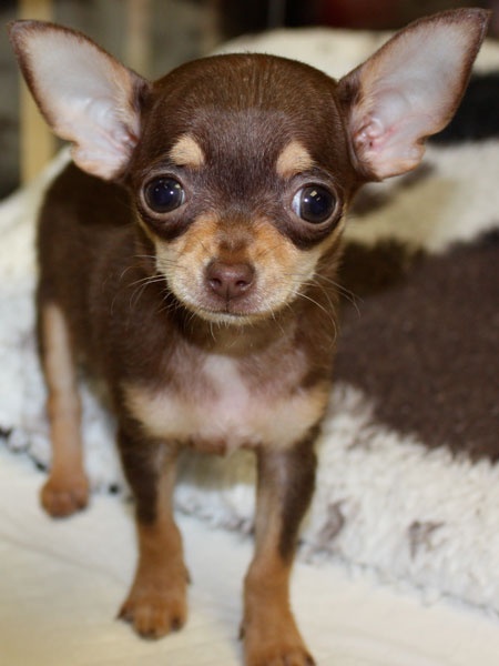 Cute Miniature Brown Chihuahua Puppy
