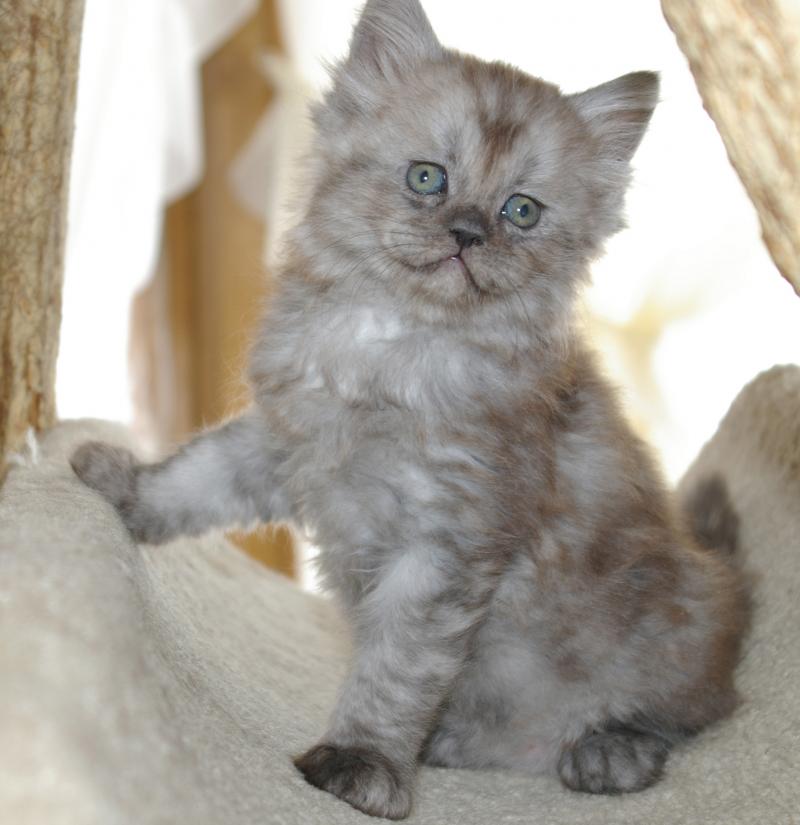 Cute Ragamuffin Kitten