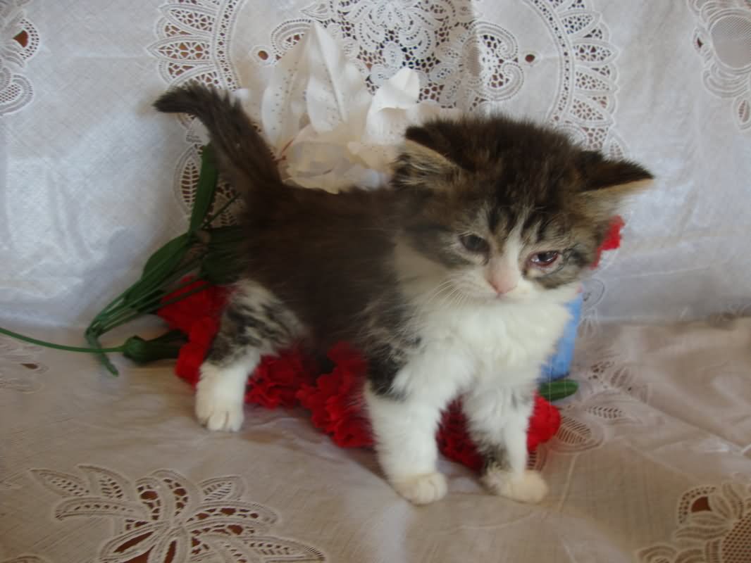Cute Tabby Ragamuffin Kitten