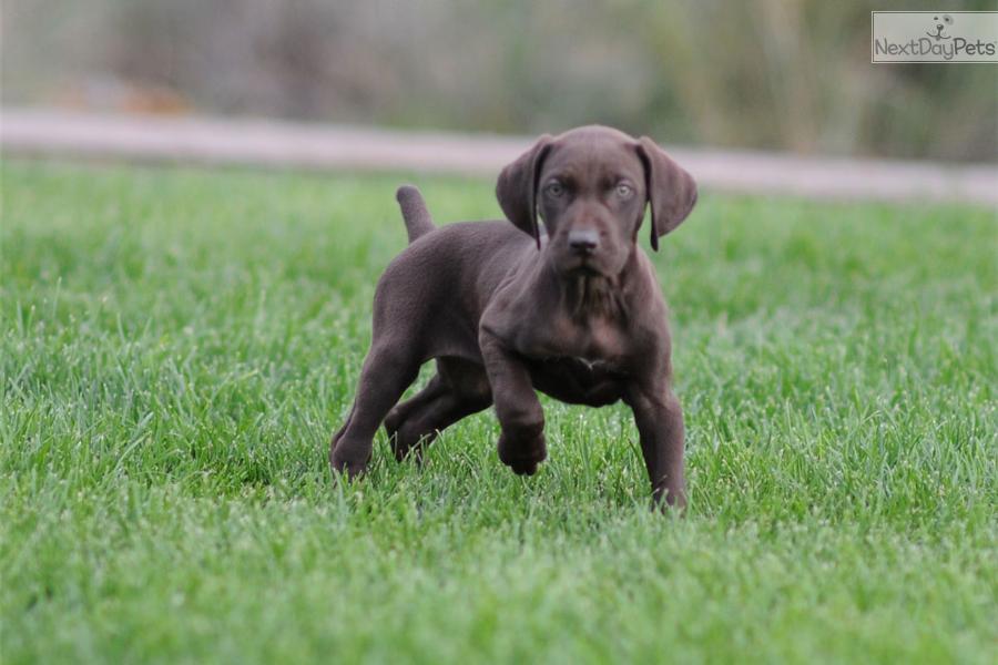 Dark Brown Pointer Puppy Walking On Grass
