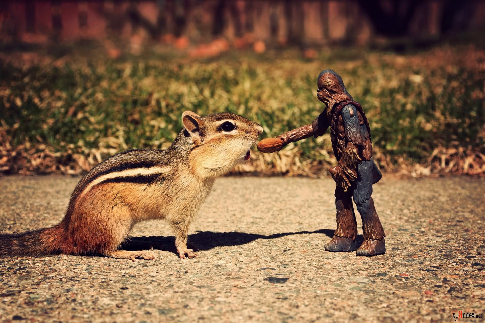 Darth Vader Giving Nuts To Chipmunk Funny Picture