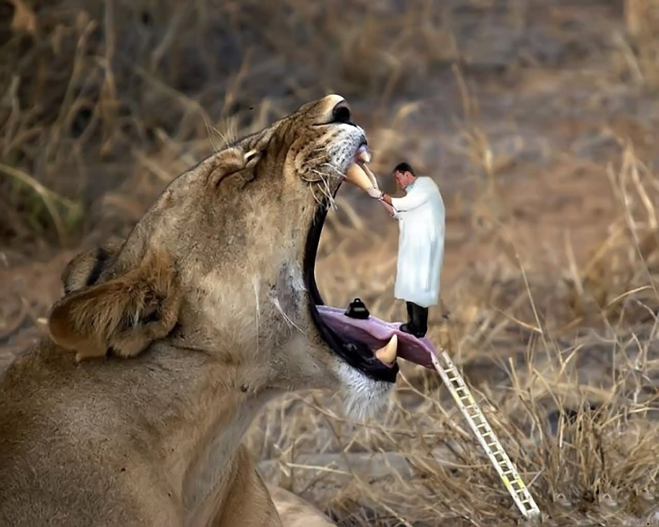 Dentist Checking Lion's Teeth Funny Dangerous Photoshop Picture