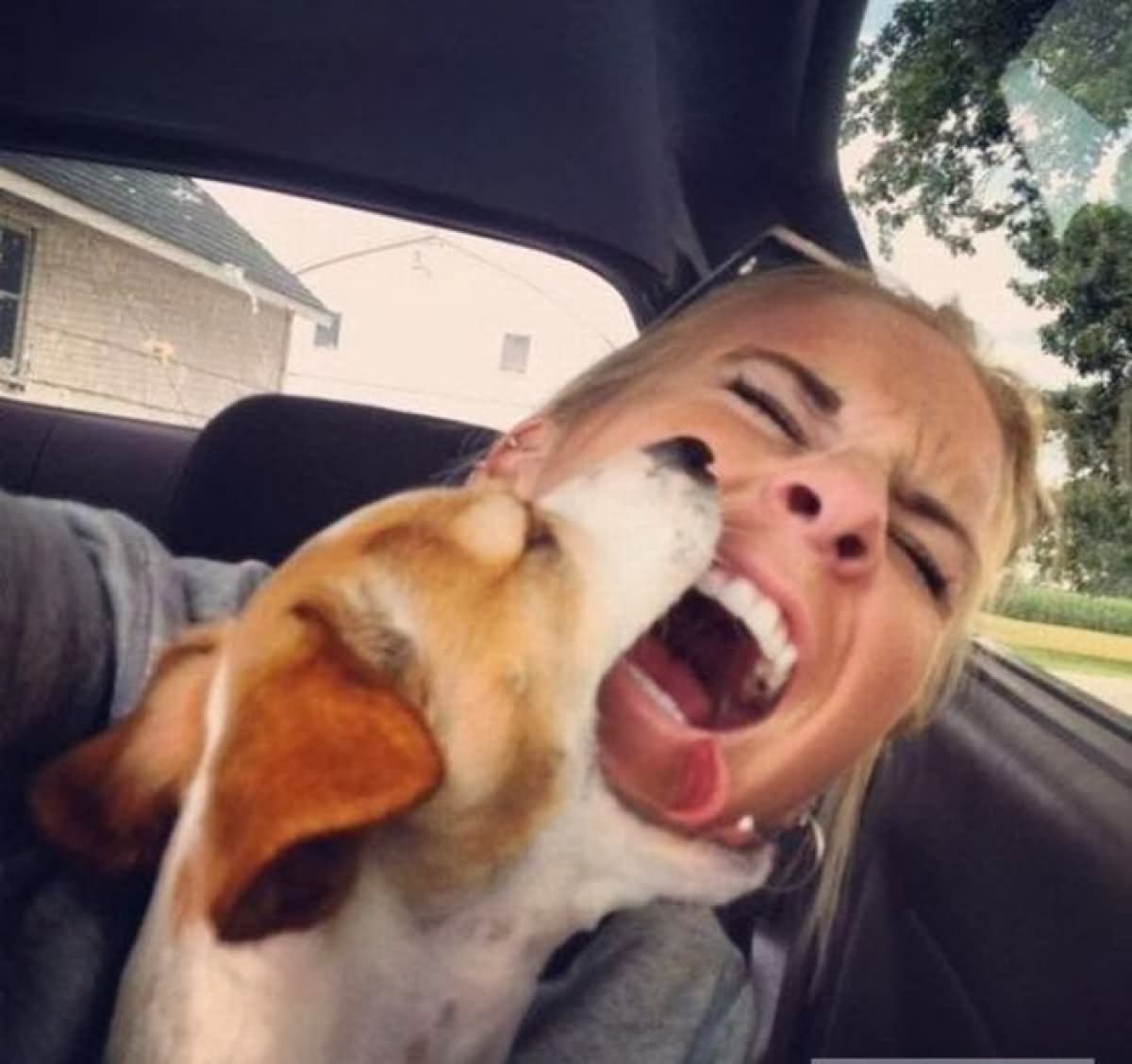 Dog Biting Girl Funny Situations Picture