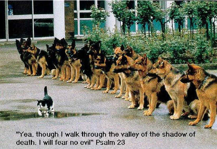 Dogs Looking Dangerous Cat Funny Picture