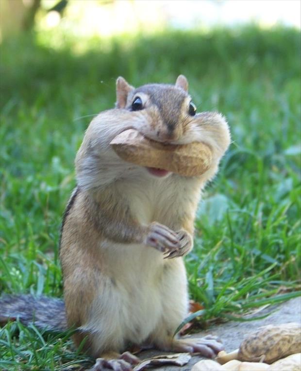Eating Nuts Funny Chipmunk Picture