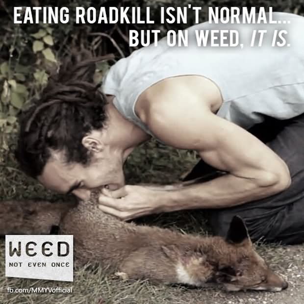 Eating Roadkill Isn't Normal But On Weed It Is Funny Image
