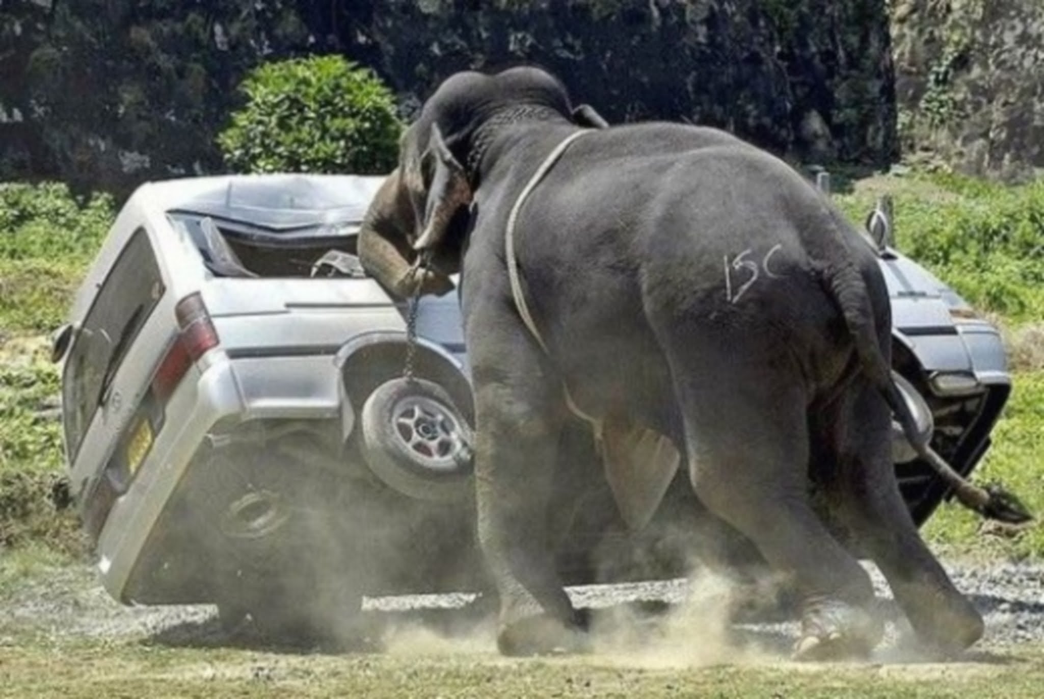 Elephant Attack On Car Funny Situations Picture
