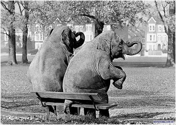 Elephants Sitting On Bench In Funny Situations