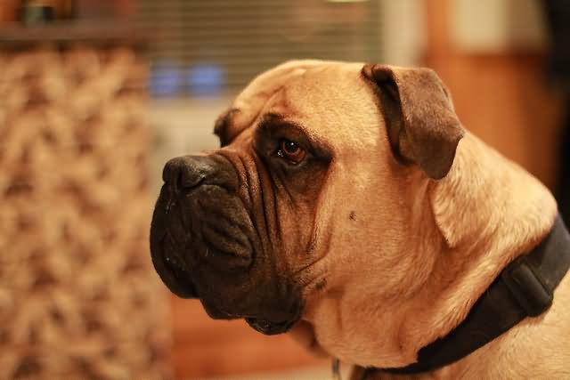 English Mastiff Dog Closeup Face