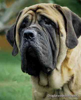 English Mastiff Dog Face Picture