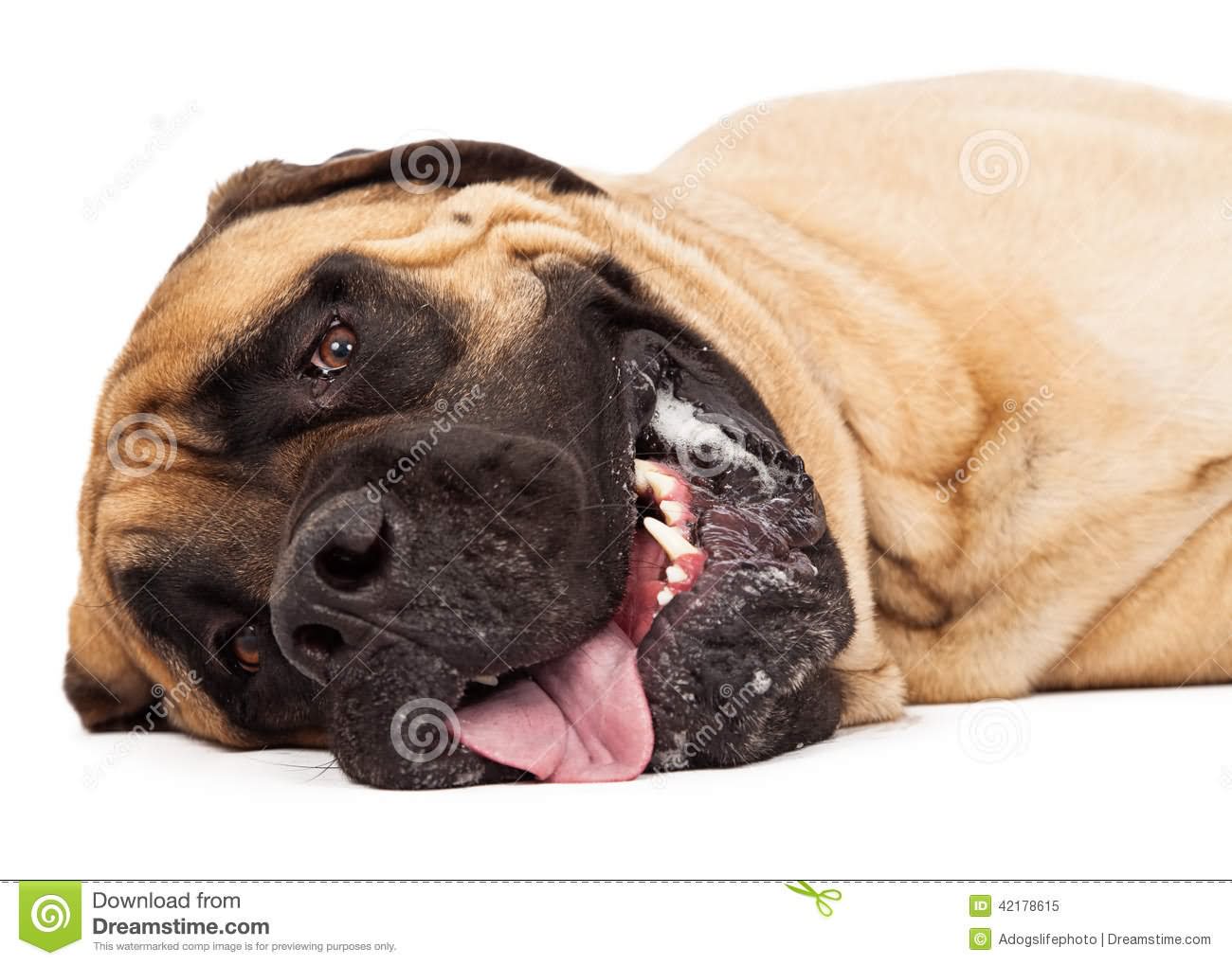 English Mastiff Dog Laying