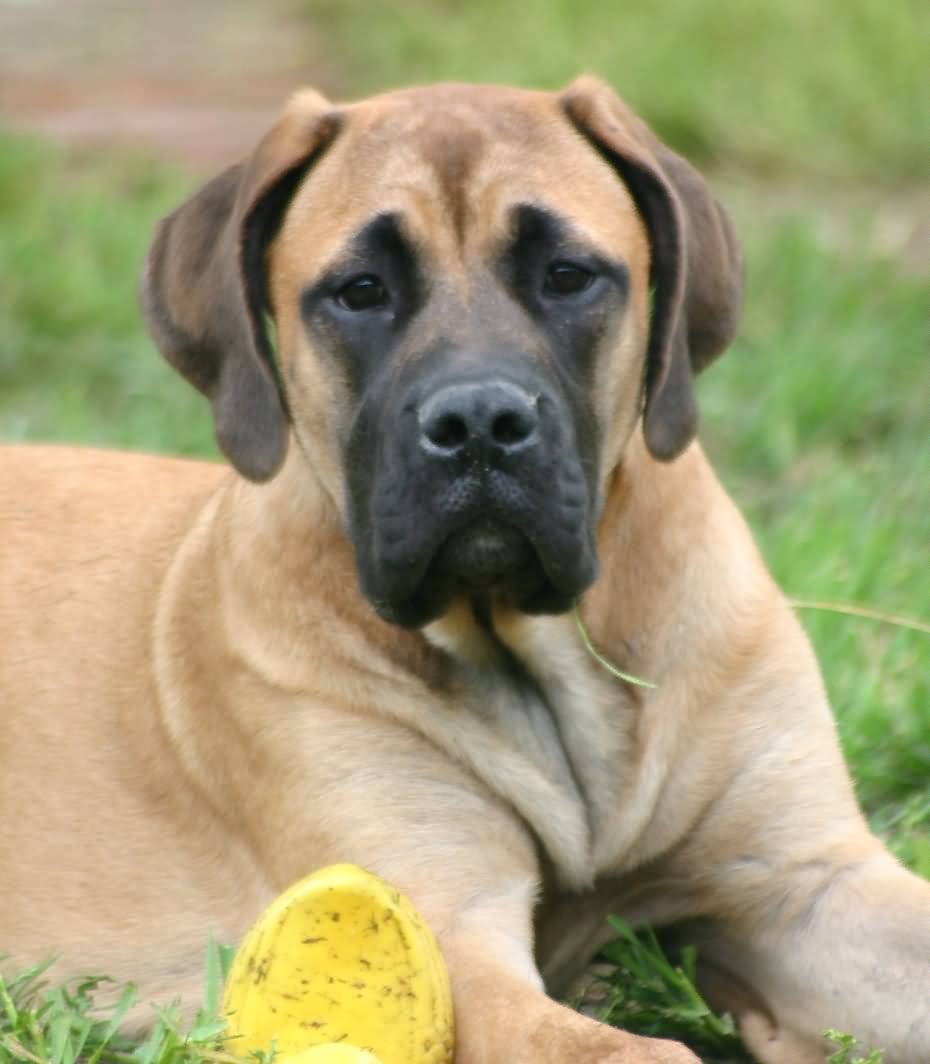 25 Most Adorable Full Grown English Mastiff Dog Pictures 