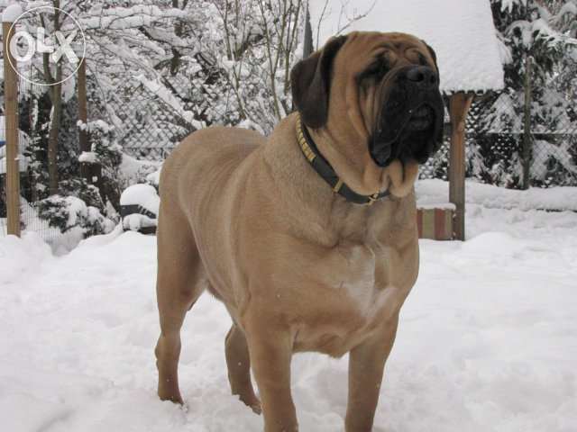 English Mastiff Dog Standing On Snow