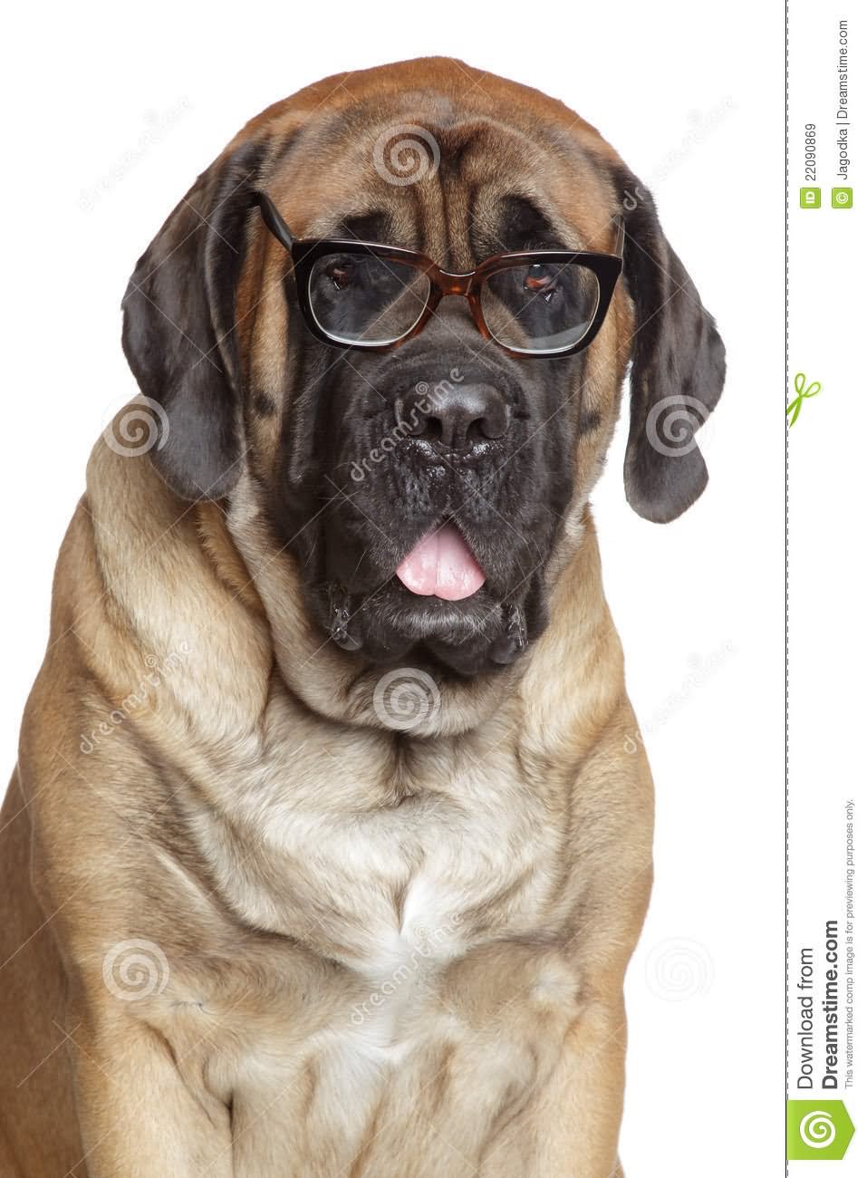 English Mastiff Dog Wearing Glasses