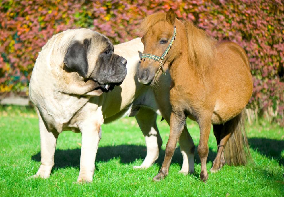 English Mastiff Dog With Pony