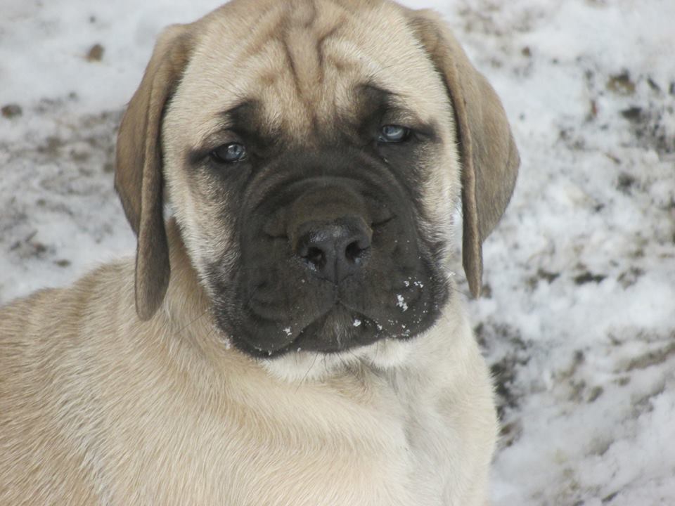50+ Very Cute English Mastiff Puppy Pictures And Images