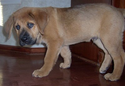 English Mastiff Puppy Picture