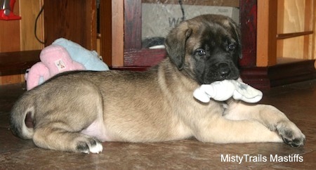 English Mastiff Puppy Playing With Toy