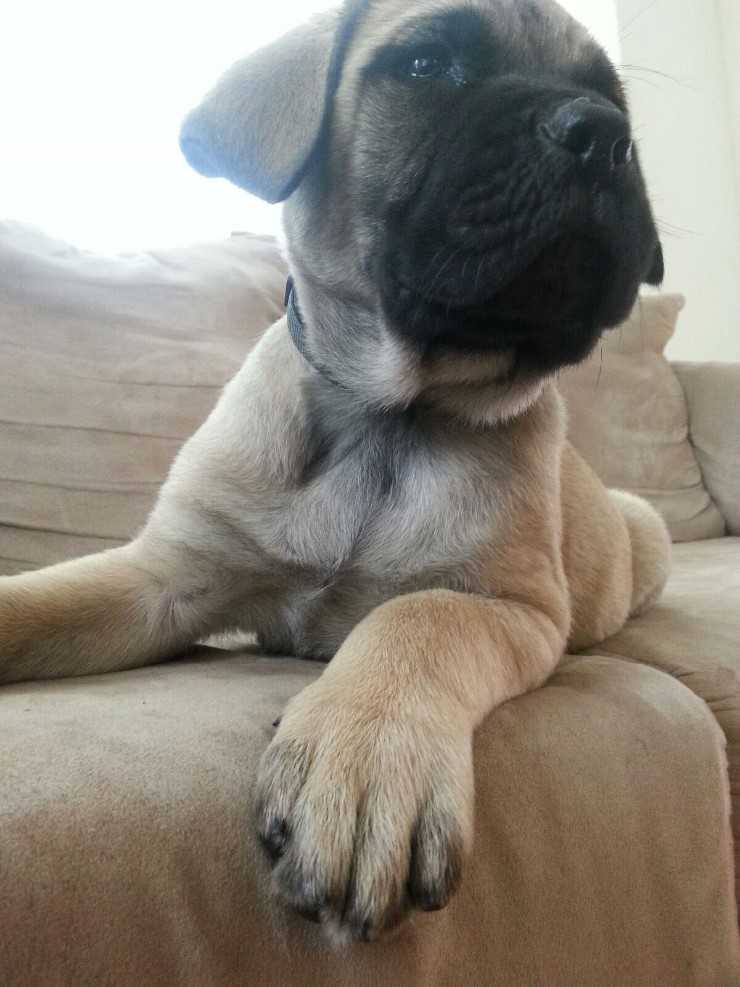English Mastiff Puppy Sitting On Sofa