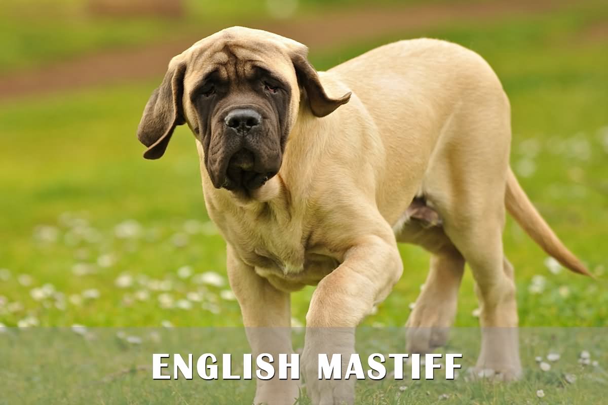 English Mastiff Puppy Walking On Grass