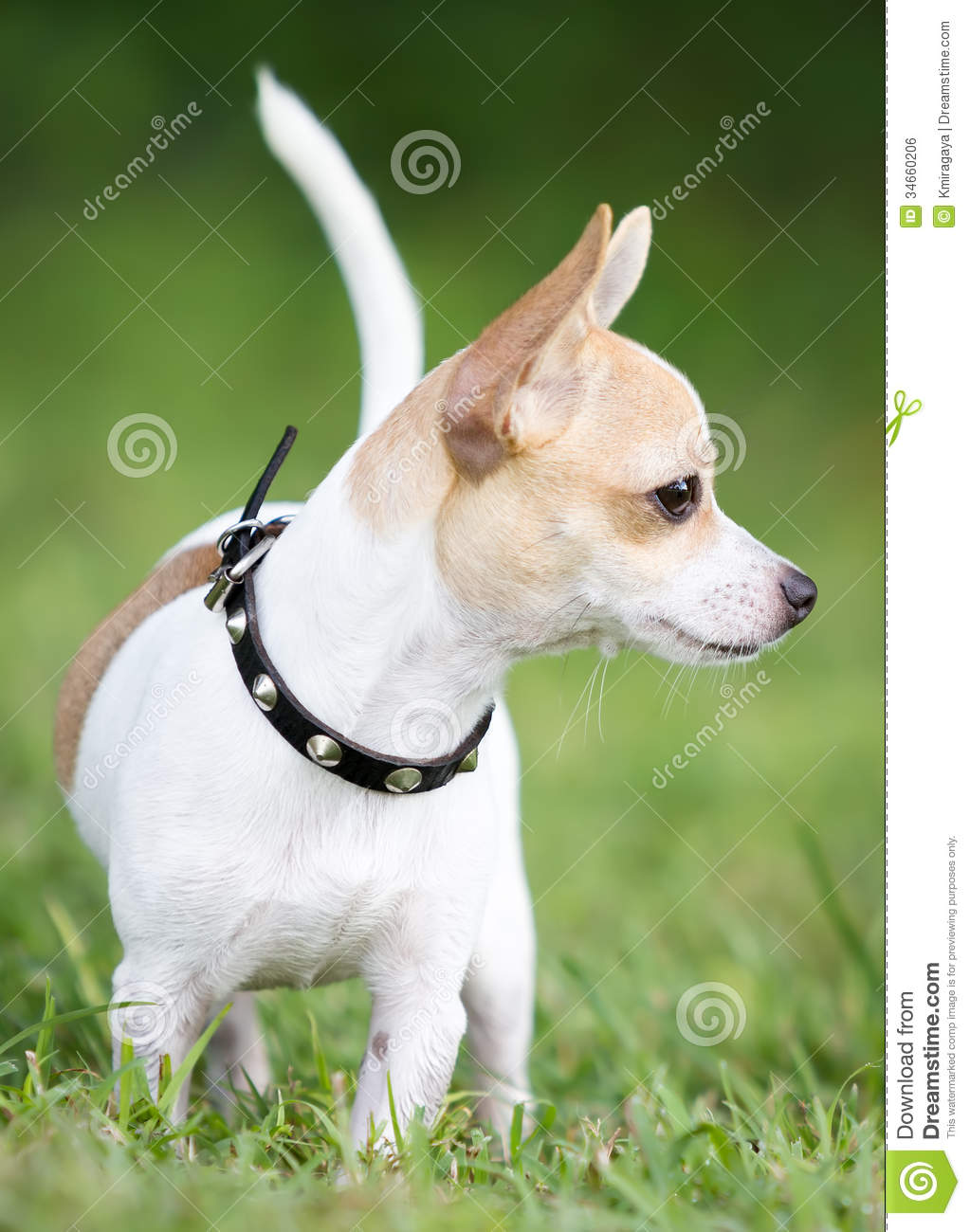 Fawn And White Chihuahua Dog
