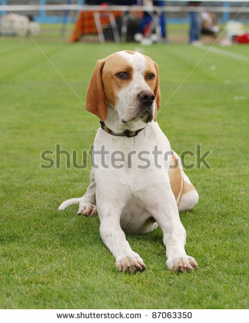 Fawn And White Pointer Dog Sitting On Grass