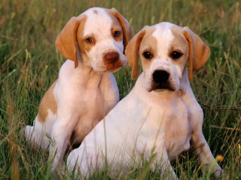 Fawn And White Pointer Puppies Sitting