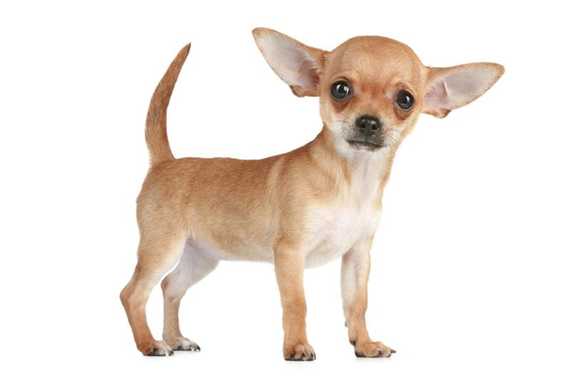Fawn Chihuahua Dog Photo